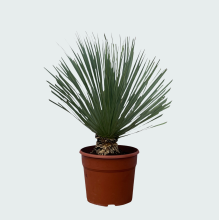 Yucca Rostrata   90 cm