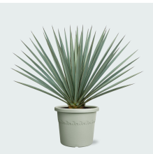 Yucca Rostrata 'Blue Swan'   50cm