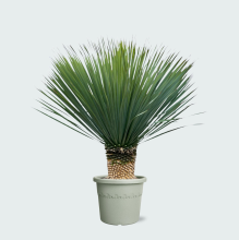 Yucca Rostrata   140 cm
