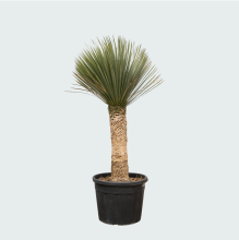 Yucca Rostrata   200cm