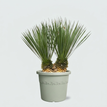Yucca Rostrata dubbele stam   100cm