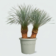 Yucca Rostrata dubbele stam   150cm
