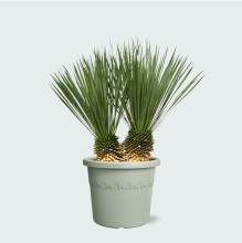 Yucca Rostrata dubbele stam   120 cm