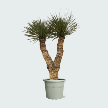 Yucca Rostrata Hidra   200 cm
