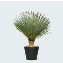 Green bubble Combi deal   Yucca Rostrata op stam inclusief Bucket   120 cm