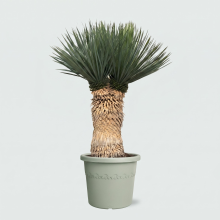 Yucca Rostrata multi head   120 cm
