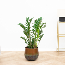 Zamioculcas   90cm