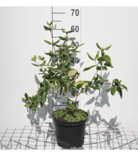 Planten Viburnum x burkwoodii   pot   40 60 cm