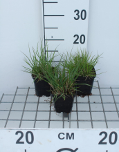 Planten Pennisetum alopecuroides 'Little Bunny'   pot 9x9 cm  
