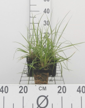 Planten Pennisetum alopecuroides   pot 9x9 cm  