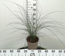 Planten Miscanthus sinensis 'Gracillimus'   pot 3L  