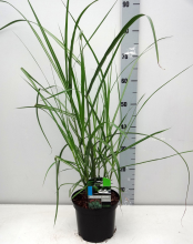 Planten Miscanthus sinensis 'Malepartus'   pot 3L  