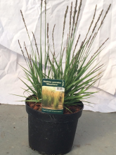 Planten Molinia caerulea 'Moorhexe'   pot 3L  