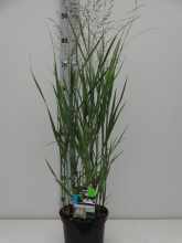 Planten Panicum virgatum 'Heavy Metal'   pot 3L  