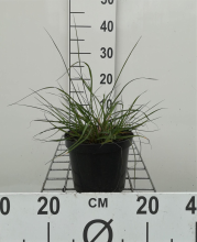 Planten Pennisetum alopecuroides 'Hameln'   pot 1,5L  