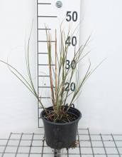 Planten Miscanthus sinensis 'Gracillimus'   pot 2L
