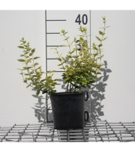 Planten Euonymus fortunei 'Emerald 'n' Gold'   pot 1,3L   15 20 cm