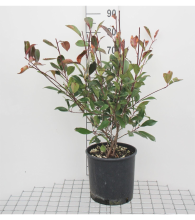 Planten Photinia x fraseri 'Red Robin'   pot 10L   100 125 cm