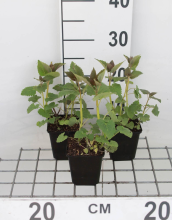 Planten Agastache 'Blue Fortune'   pot 9x9 cm (Dropplant)  