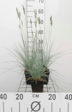 Planten Festuca glauca 'Elijah Blue'   pot 9x9 cm  