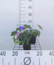 Planten Geranium 'Gerwat' (Rozanne)   pot 9x9 cm  