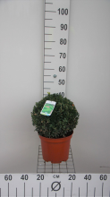 Planten Buxus sempervirens   pot   bolvorm diameter 30+ cm