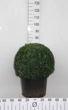 Planten Buxus sempervirens   pot   bolvorm diameter 55+ cm