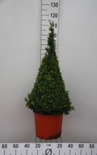 Planten Buxus sempervirens   pot   80+ cm   piramidevorm