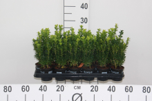 Planten Buxus sempervirens   pot 9x9 cm   10 15 cm   struik  