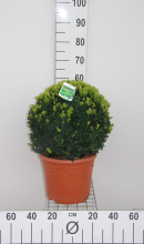 Planten Buxus sempervirens   pot   bolvorm diameter 40+ cm