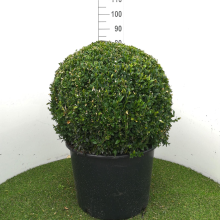 Planten Buxus sempervirens   pot   bolvorm diameter 60+ cm  