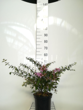 Planten Abelia 'Edward Goucher'   pot   25 30 cm  