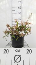 Planten Abelia x grandiflora 'Francis Mason'   pot   25 30 cm