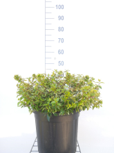 Planten Abelia x grandiflora 'Kaleidoscope'   pot 10L   50 60 cm