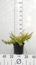 Planten Abelia x grandiflora 'Kaleidoscope'   pot   25 30 cm