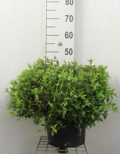 Planten Abelia x grandiflora 'Prostrata'   pot 10L   40 50 cm