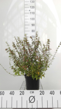 Planten Abelia x grandiflora 'Prostrata'   pot   25 30 cm