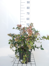 Planten Abelia x grandiflora   pot   25 30 cm
