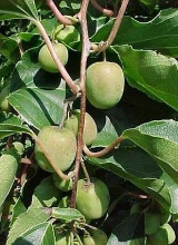 Planten Actinidia arguta 'Issai'   pot   50 60 cm  