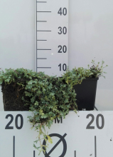 Planten Acaena buchananii   pot 9x9 cm  
