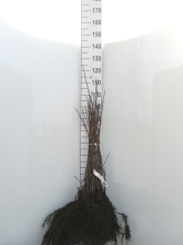 Planten Acer campestre   blote wortel   60 90 cm