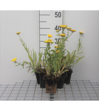 Planten Achillea 'Coronation Gold'   pot 9x9 cm  