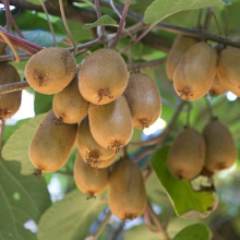 Planten Actinidia deliciosa 'Hayward'   pot   50 60 cm  