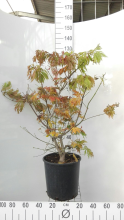 Planten Acer japonicum 'Aconitifolium'   pot 18L   100 125 cm