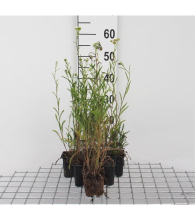 Planten Achillea millefolium   pot 9x9 cm (Duizendblad)  