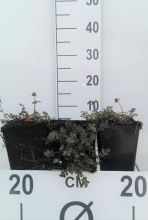 Planten Acaena microphylla 'Kupferteppich'   pot 9x9 cm  