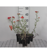 Planten Achillea millefolium 'Paprika'   pot 9x9 cm  