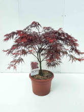 Planten Acer palmatum 'Garnet'   pot 15L   60 80 cm  
