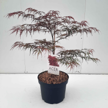 Planten Acer palmatum 'Garnet'   pot 10L   60+ cm