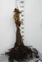 Planten Acer pseudoplatanus   blote wortel   60 90 cm